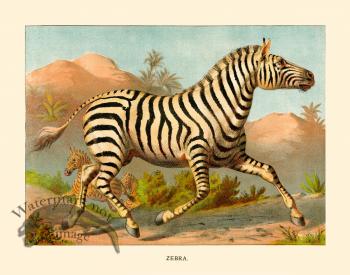 CP 16 Zebra